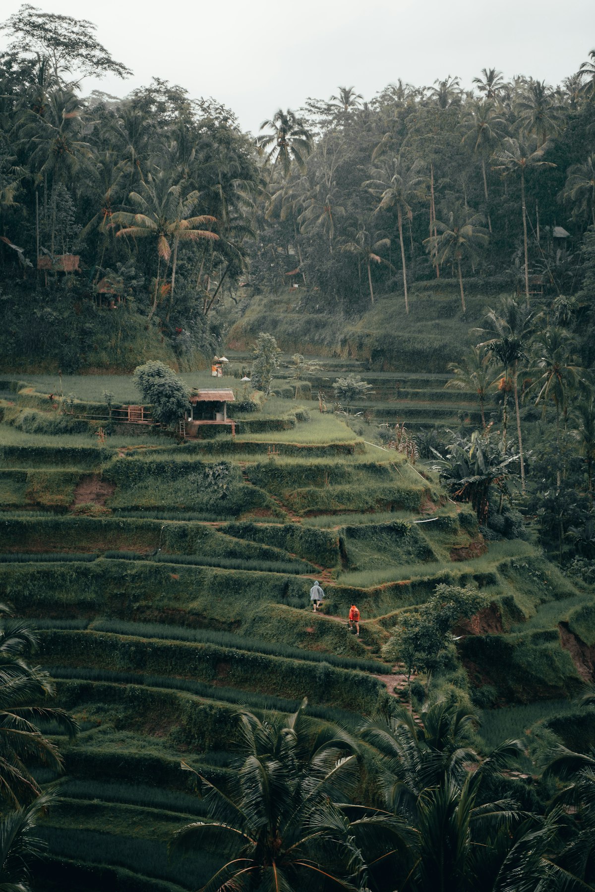 Sawah terasering Bali saat kabut pagi