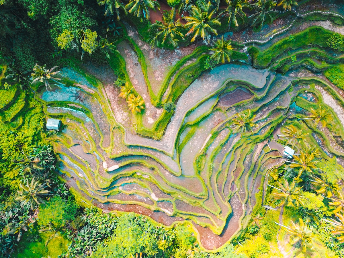 Karya komunitas: sawah terasering